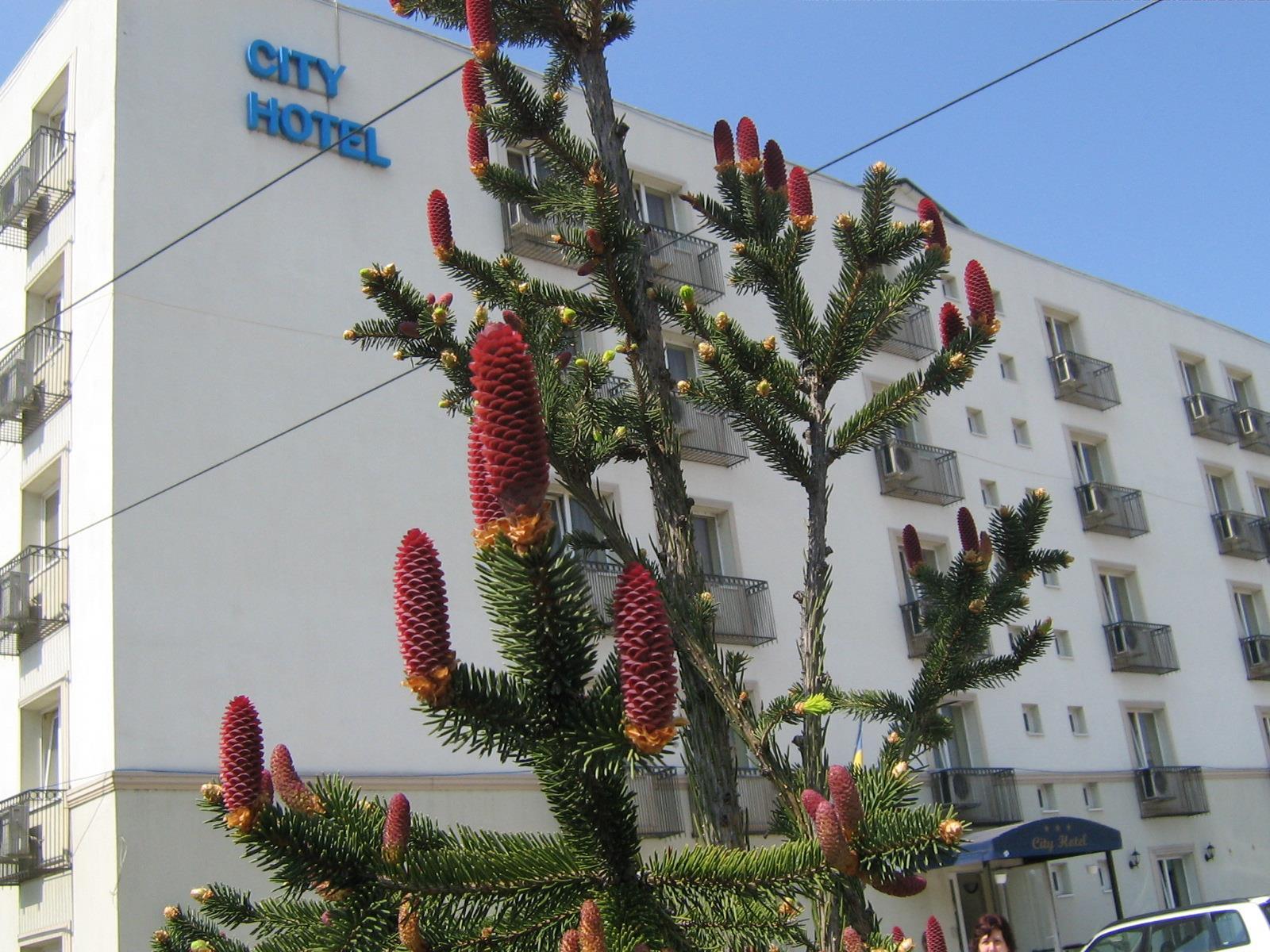 City Hotel Bucharest Exterior photo